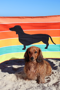 Dachs 'n' Dry Towel SECONDS