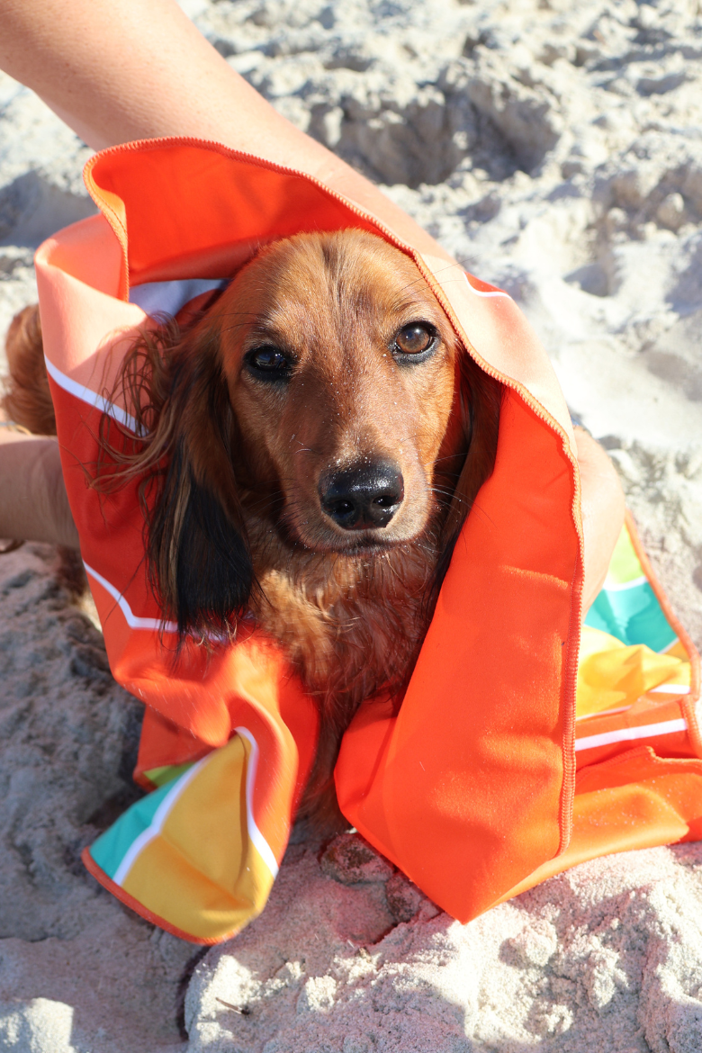 Dachs 'n' Dry Towel SECONDS